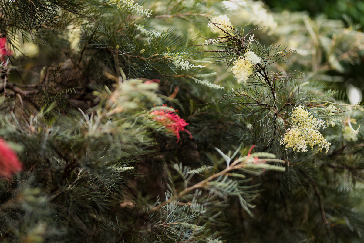 How to Grow and Care for Australian Native Plants