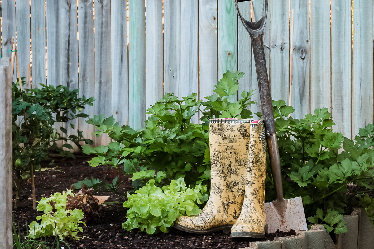 How to Start a Veggie Patch from Scratch