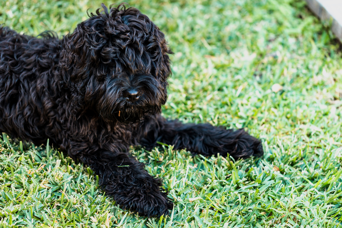 Lawn Care 101: How to Revive a Patchy Lawn After Winter