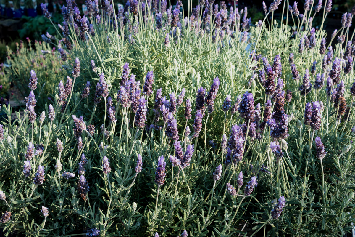 Top 10 Drought-Tolerant Plants for a Low-Maintenance Garden