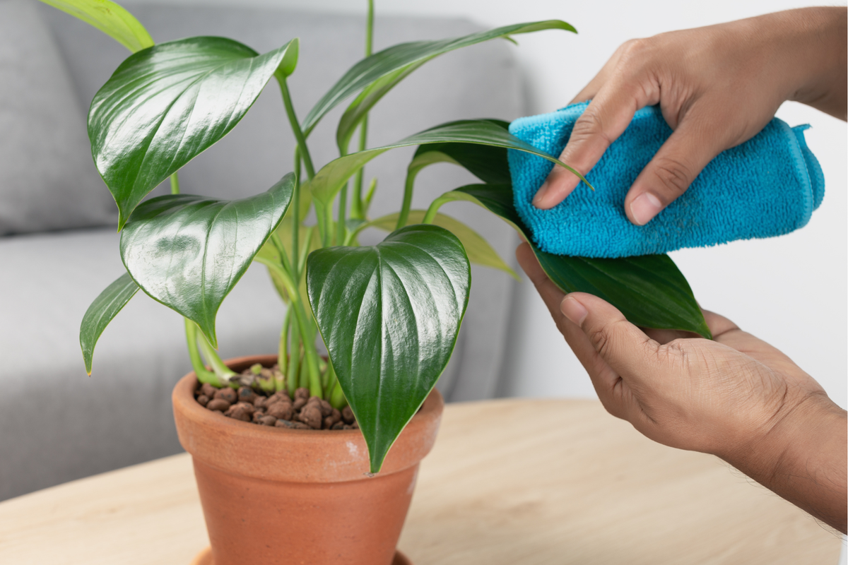The Best Indoor Plants to Purify Your Air (And How Not to Kill Them)