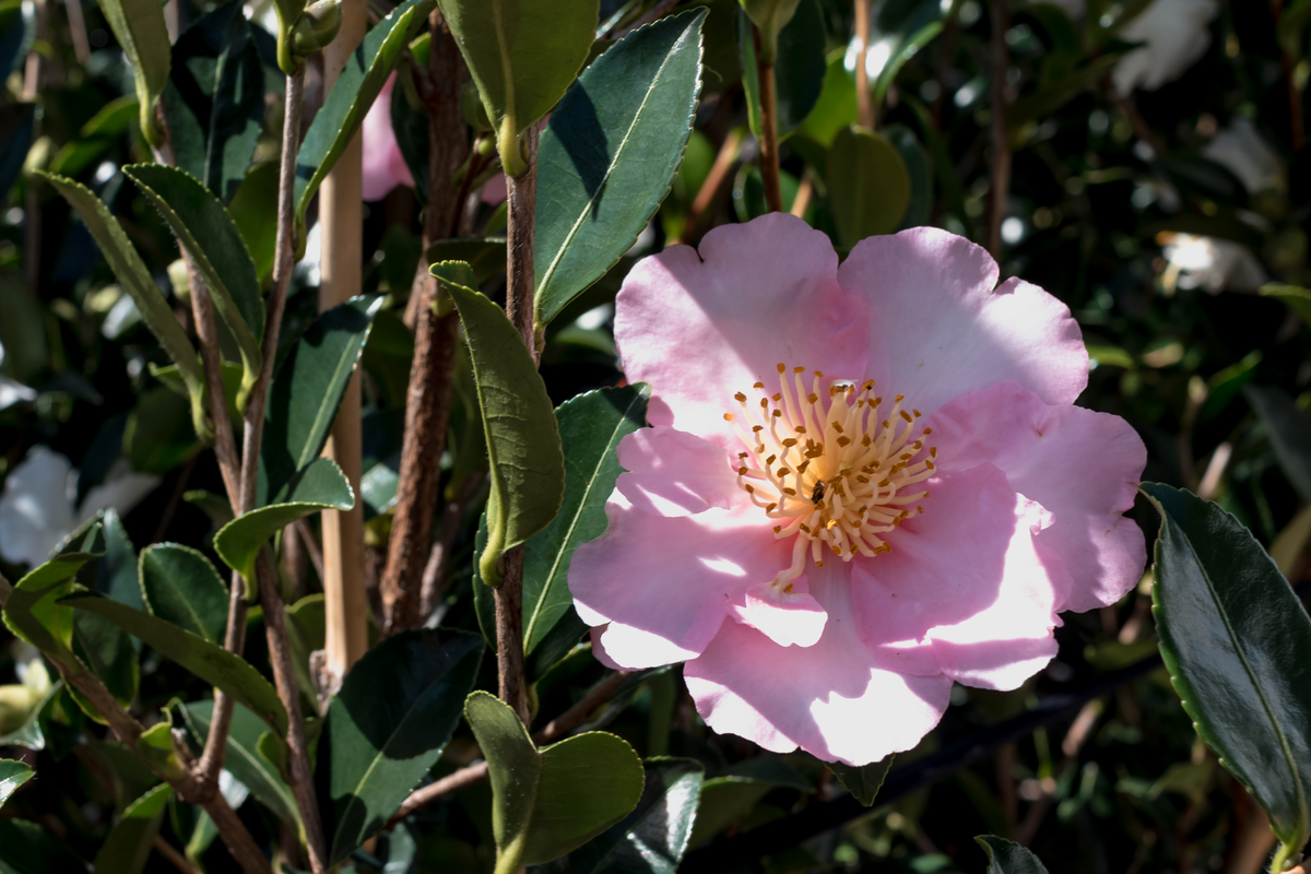 Spotlight on the Camellia Sasanqua