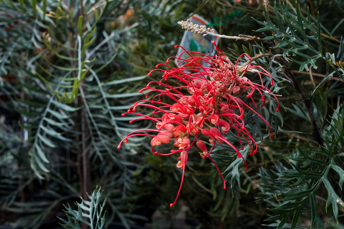 Spotlight on the Grevillea 'Robyn Gordon'