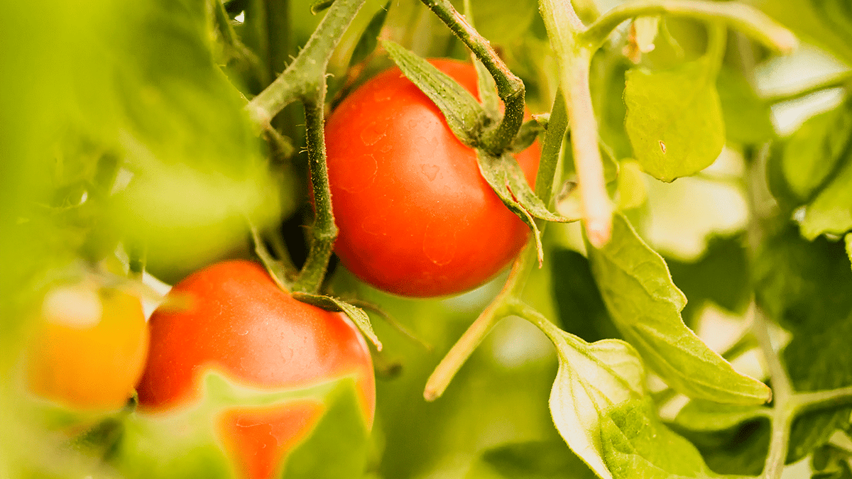How to Grow Tomatoes