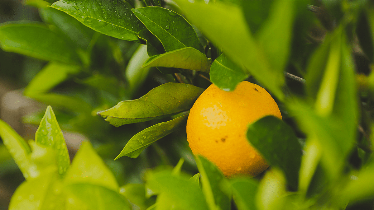 How to Grow Citrus