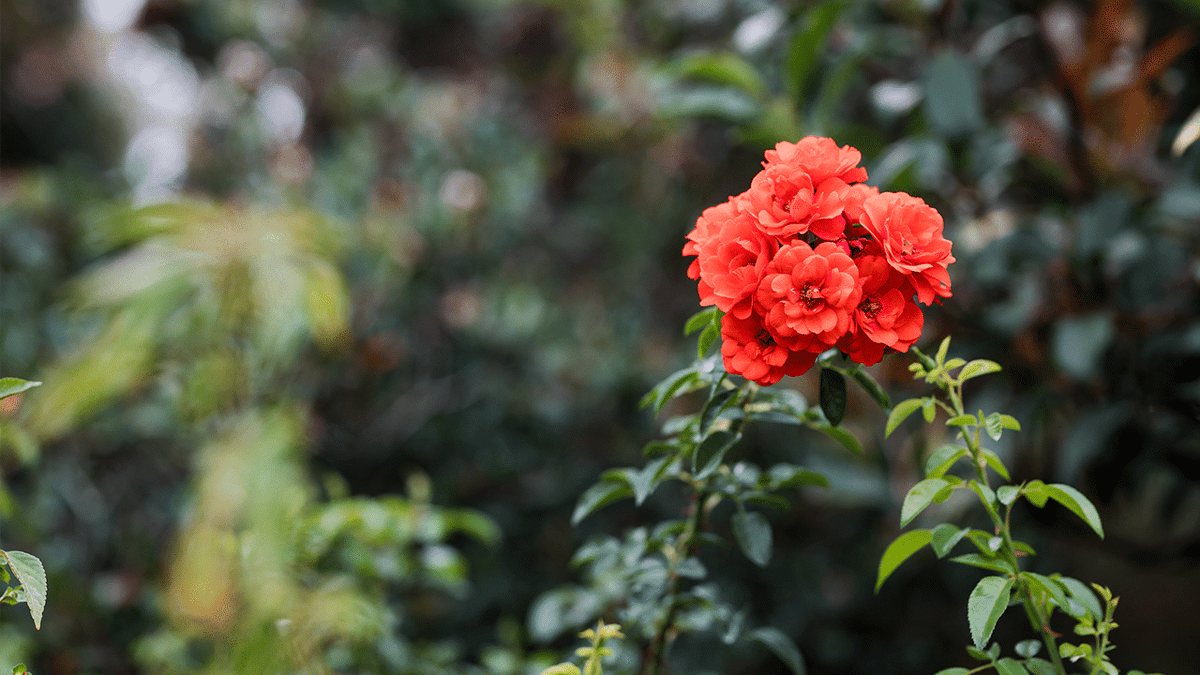 How to Grow Roses