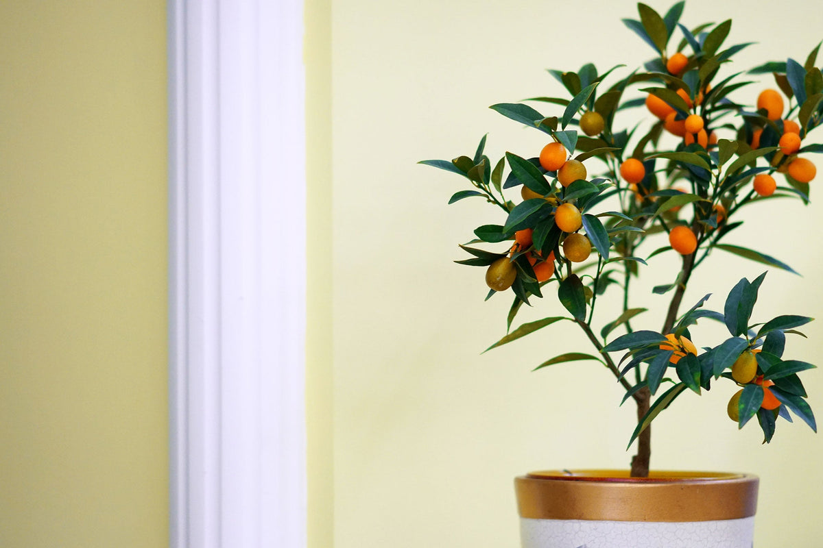 A Beginner's Guide to Growing Citrus Trees in Pots