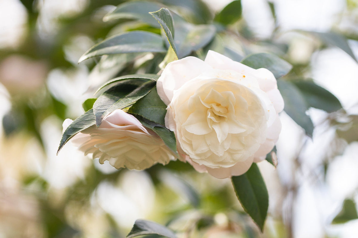 How to Grow Camellias