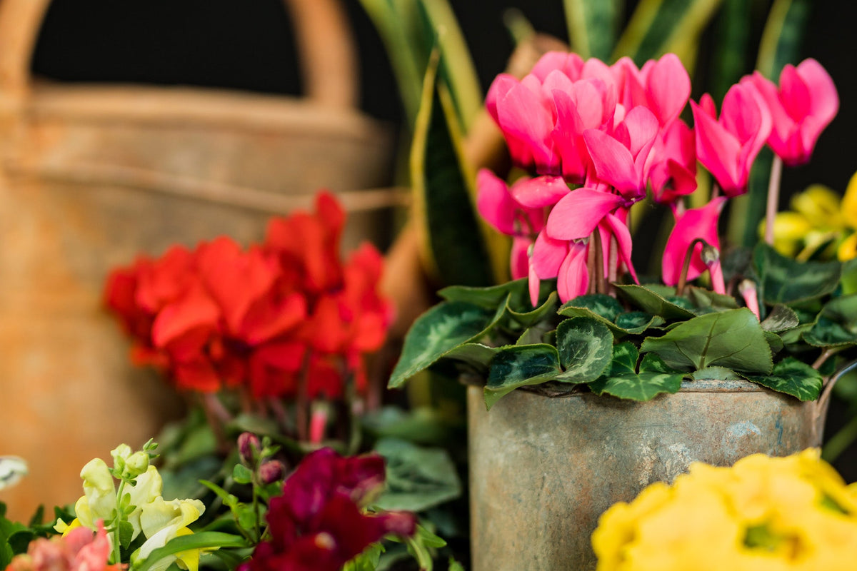 How to Grow Cyclamen
