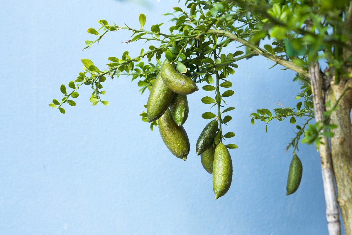 How to Grow Finger Limes