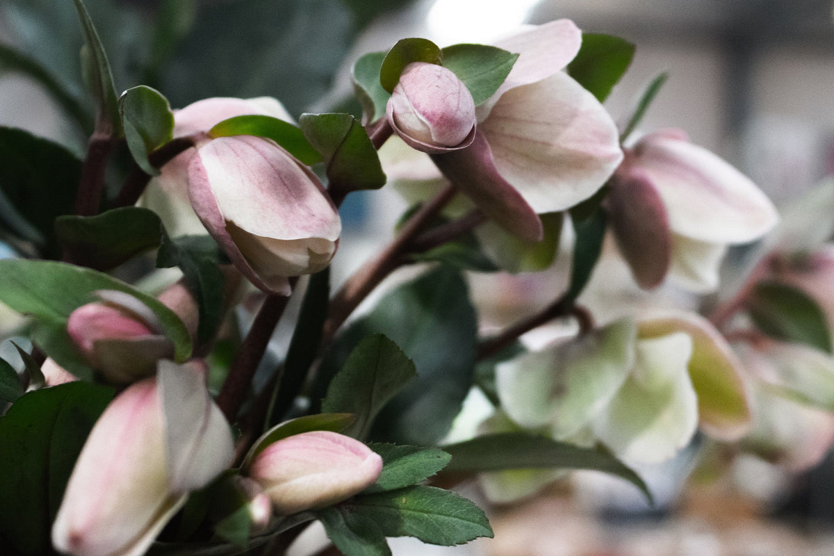 How to Grow Hellebores