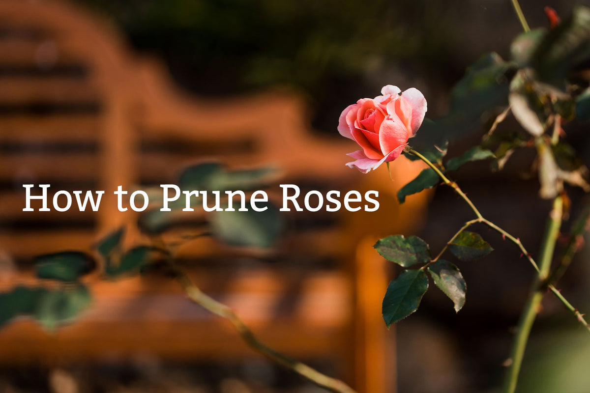 Winter Rose Pruning
