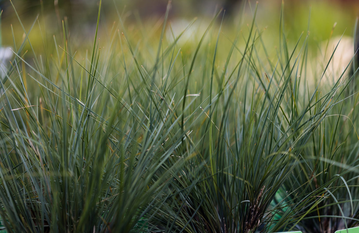 How to Set Up a Water-Wise Garden
