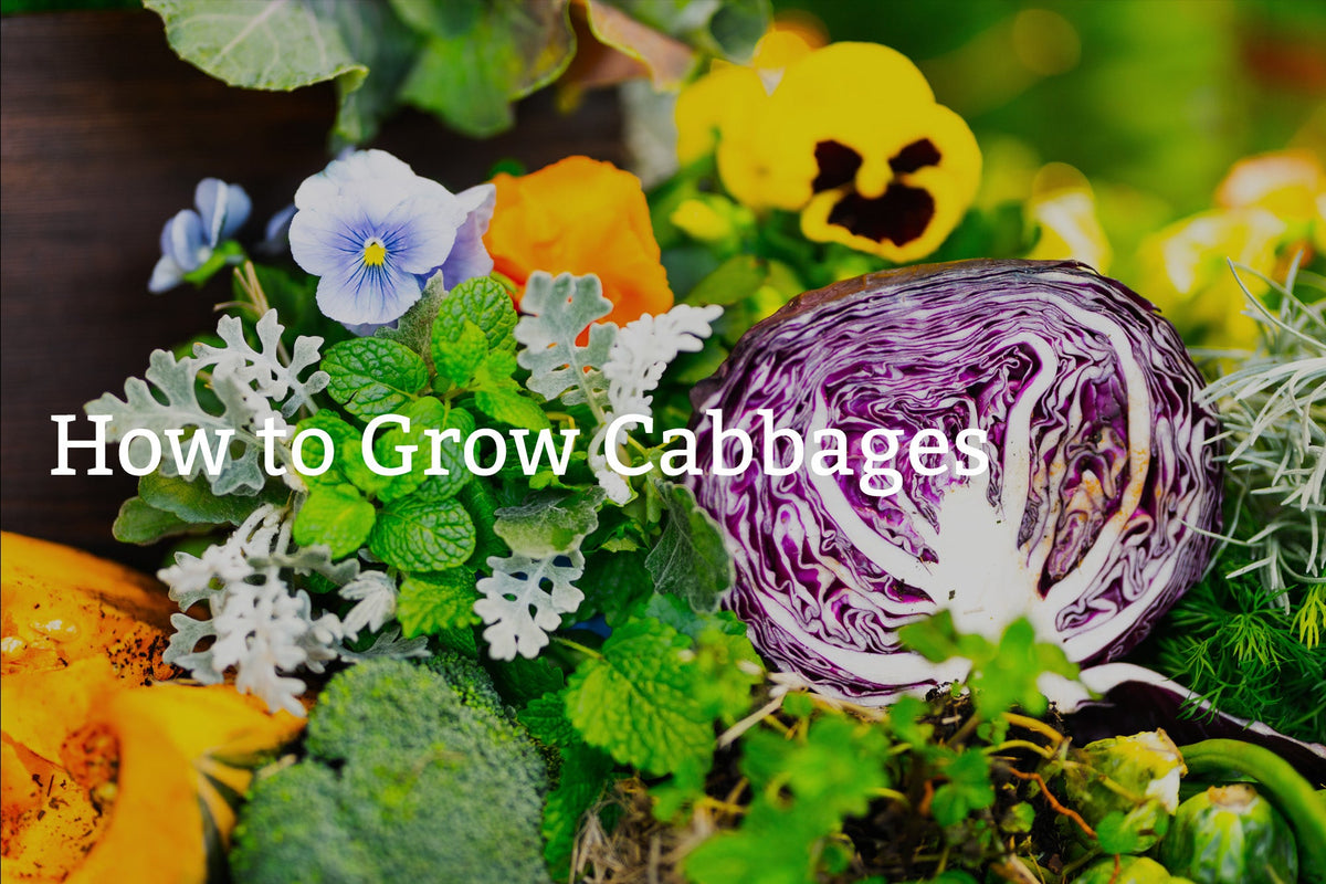 How to Grow Cabbages