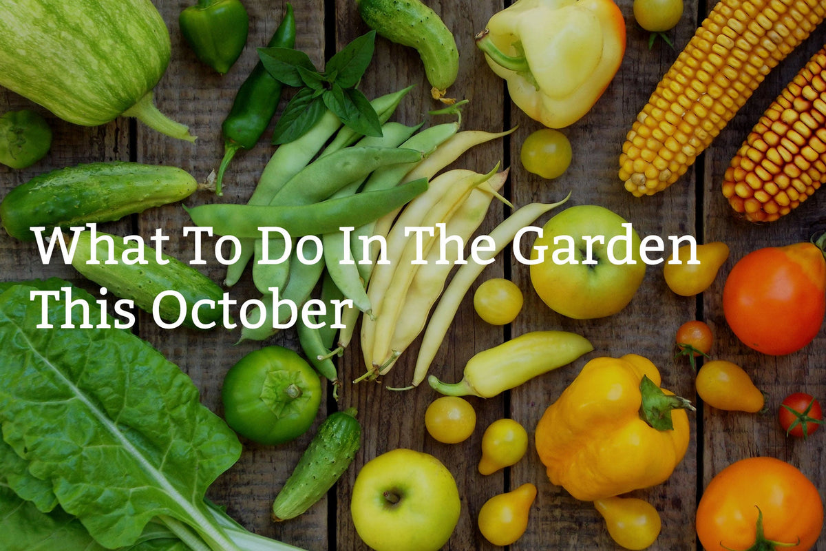 What to do in the Garden this October