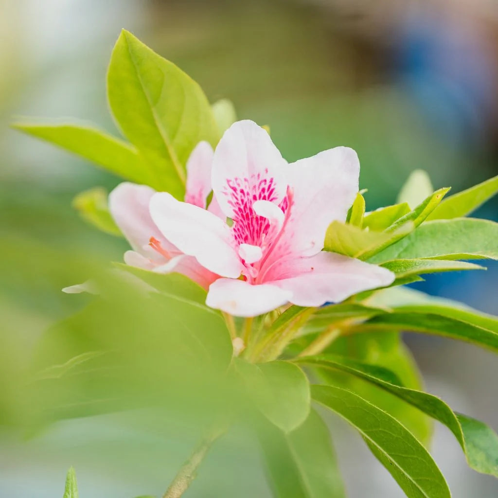 Flowering Shrubs