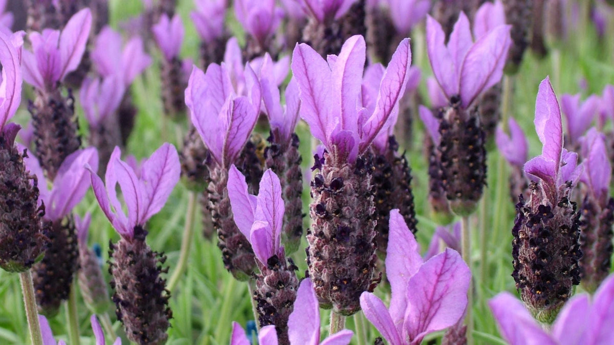 Lavender