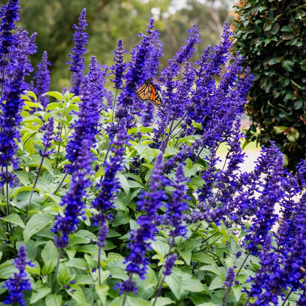 Perennials & Bedding Plants
