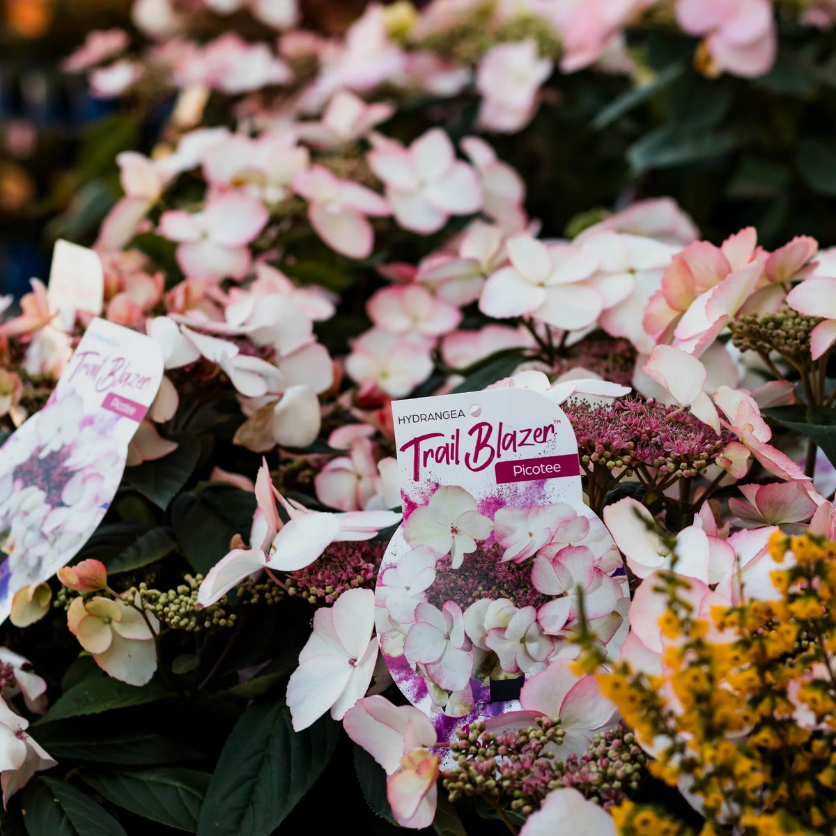 Hydrangea