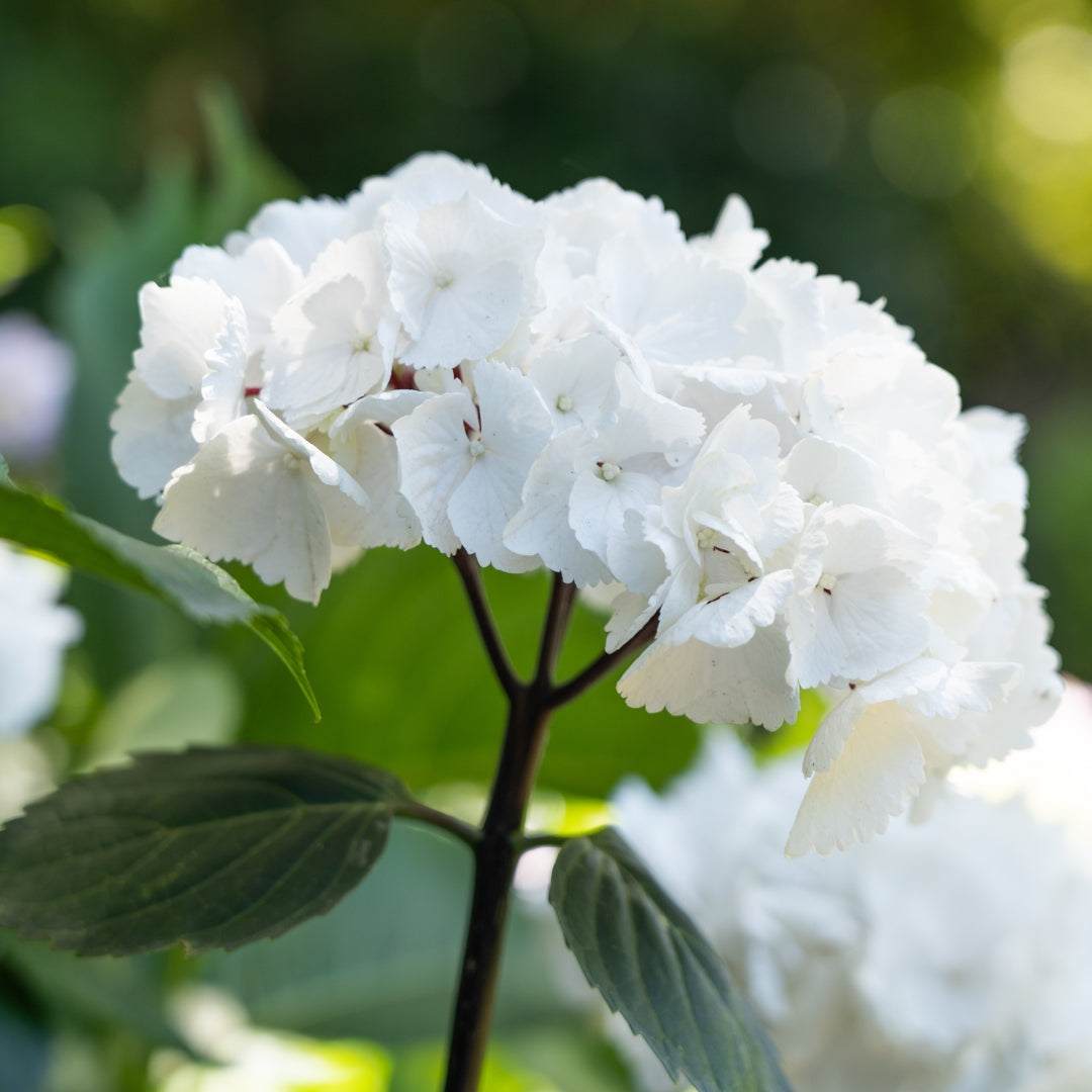 Hydrangea 'White Knight'