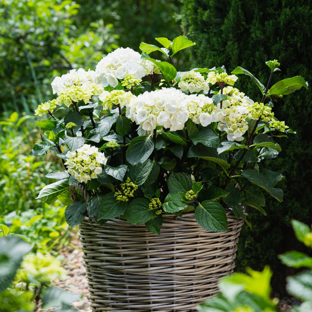 Hydrangea 'White Knight'