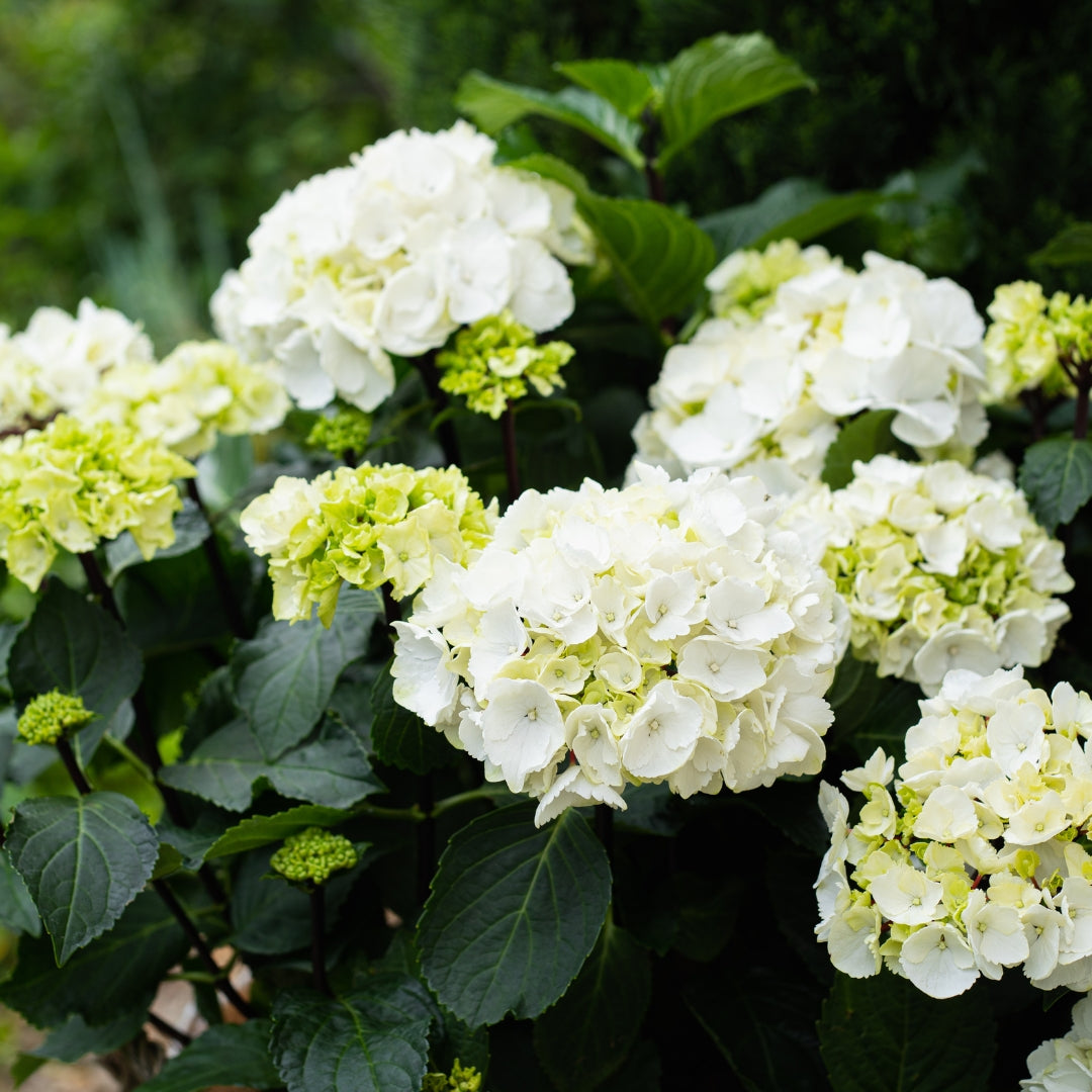 Hydrangea 'White Knight'