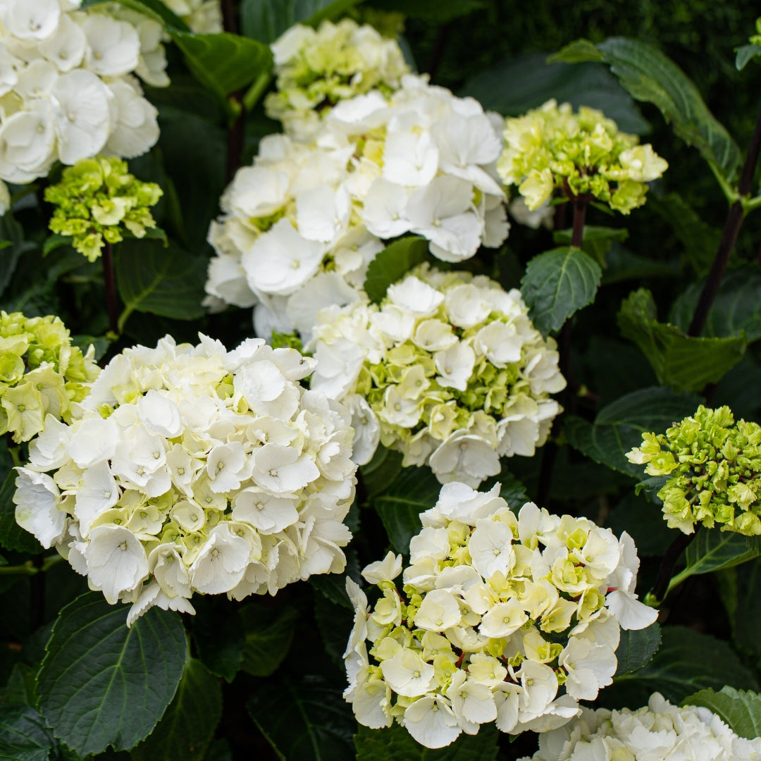 Hydrangea 'White Knight'