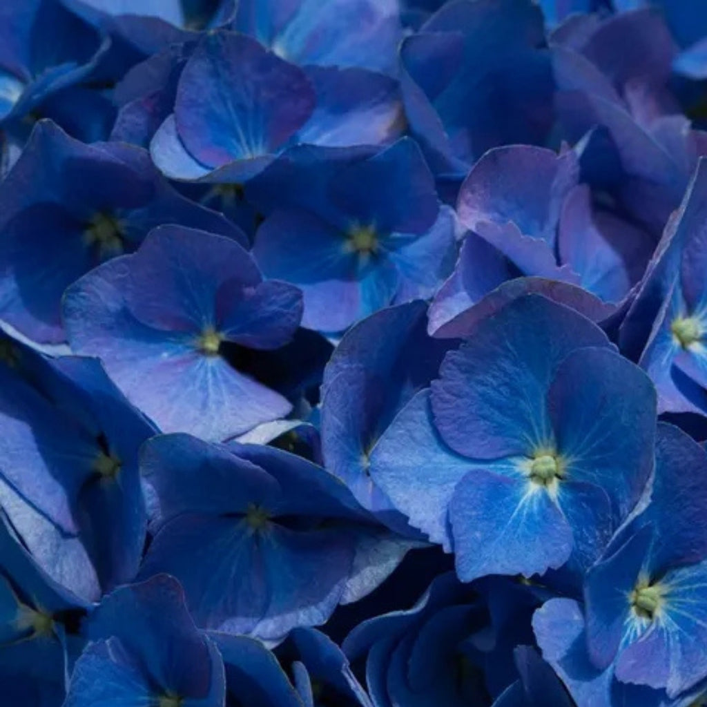 Hydrangea macrophylla Blue Ball
