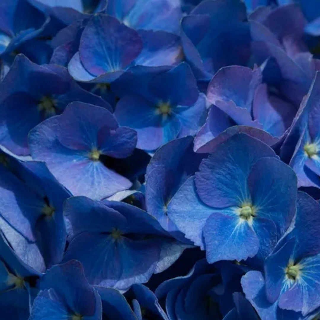 Hydrangea macrophylla Blue Ball