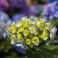 Hydrangea macrophylla Blue Ball