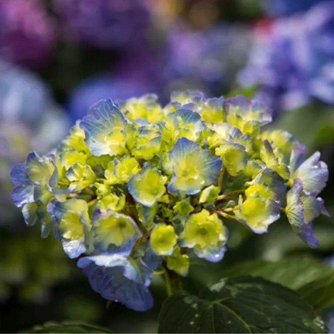 Hydrangea macrophylla Blue Ball