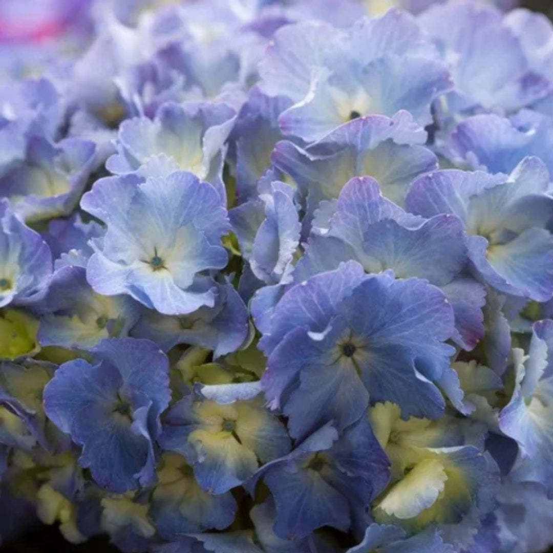 Hydrangea macrophylla Blue Ball