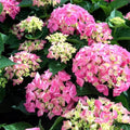 Hydrangea macrophylla Pink Ball