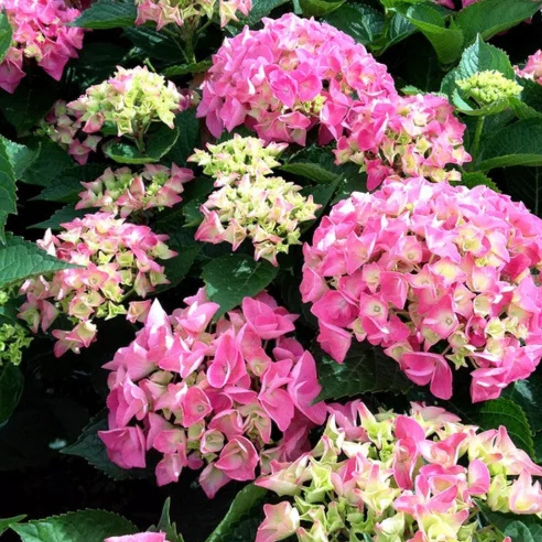 Hydrangea macrophylla Pink Ball