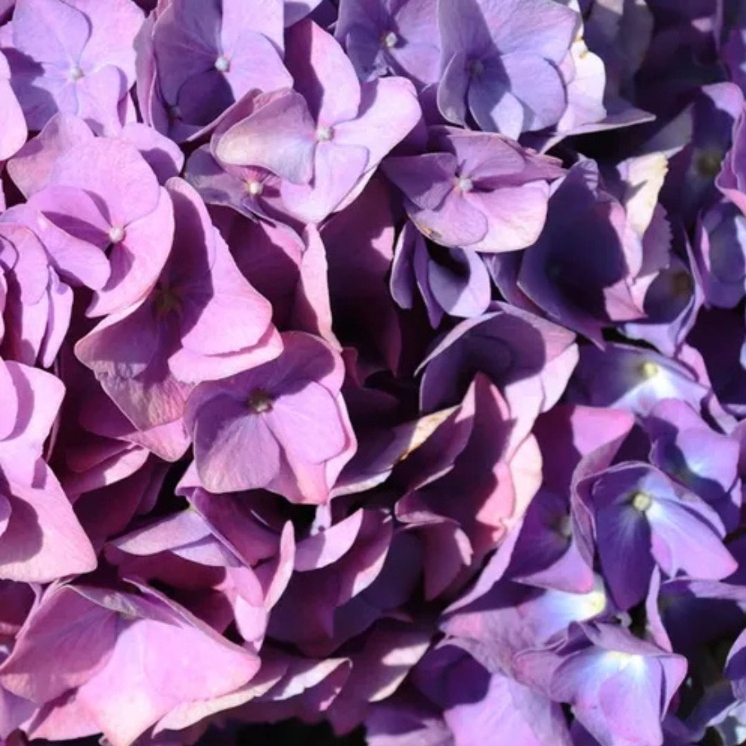 Hydrangea macrophylla Purple Ball