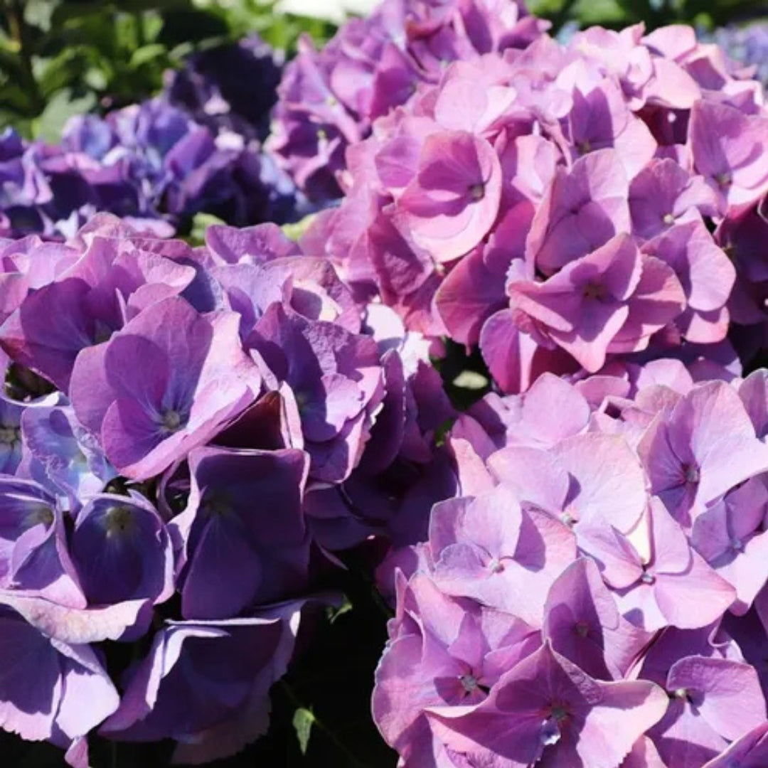 Hydrangea macrophylla Purple Ball