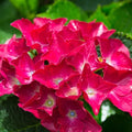 Hydrangea macrophylla Red Ball