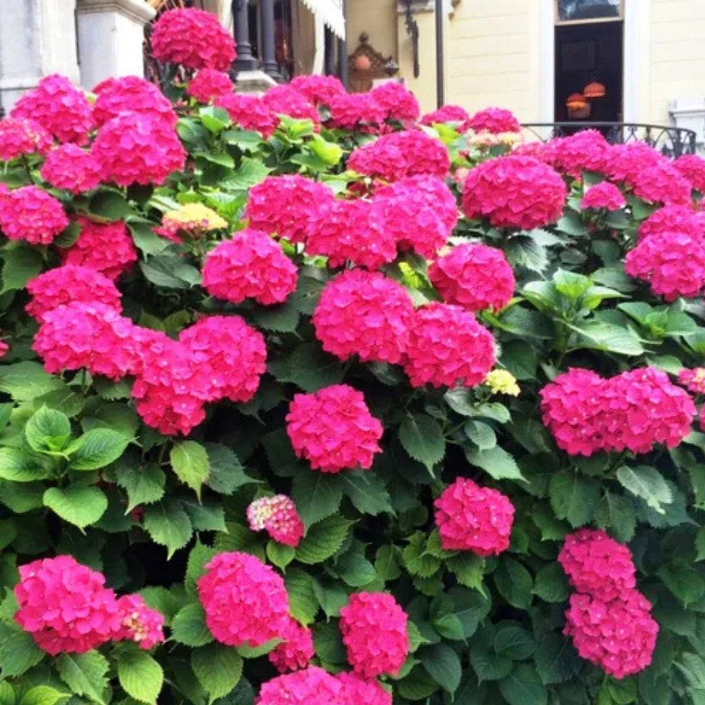 Hydrangea macrophylla Red Ball