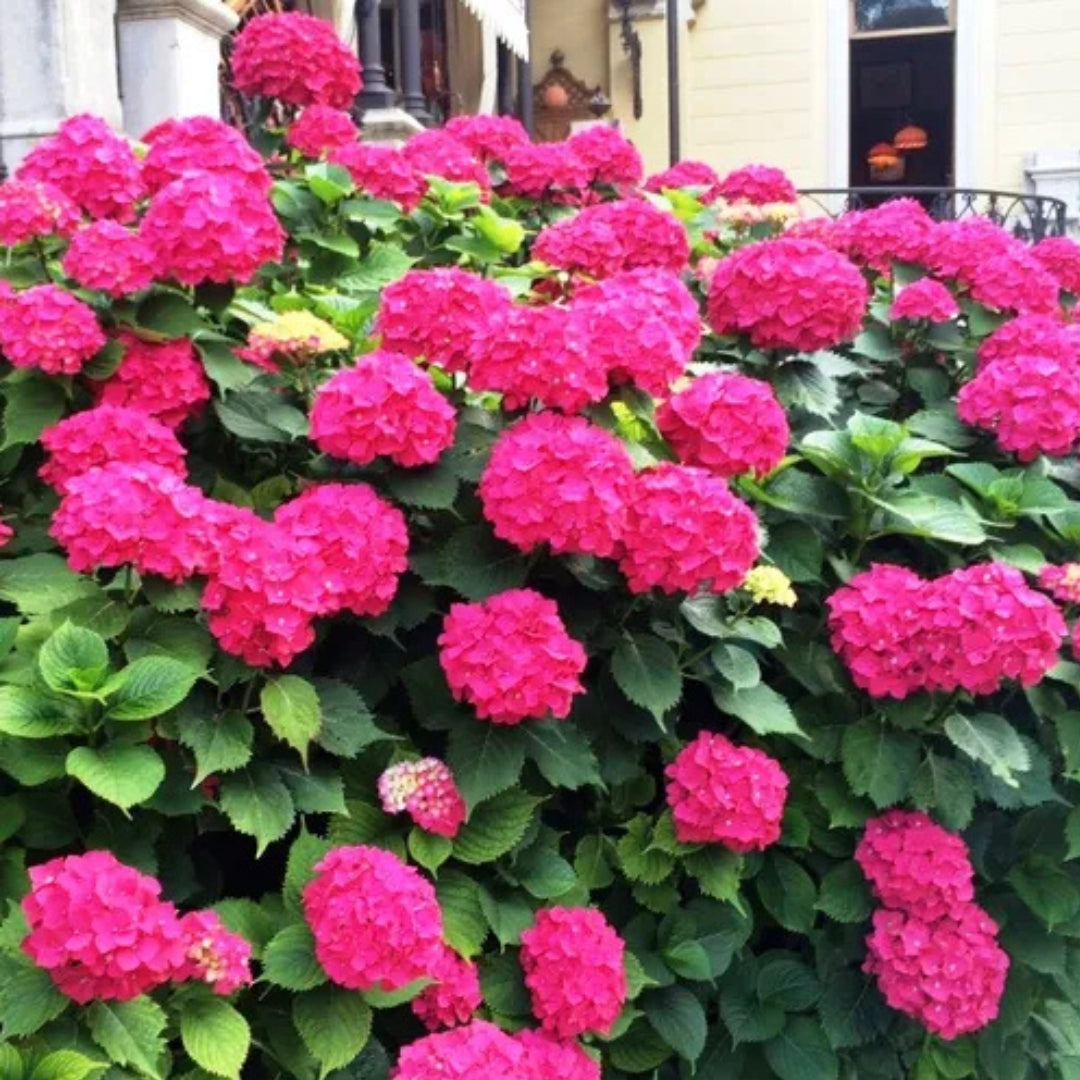 Hydrangea macrophylla Red Ball