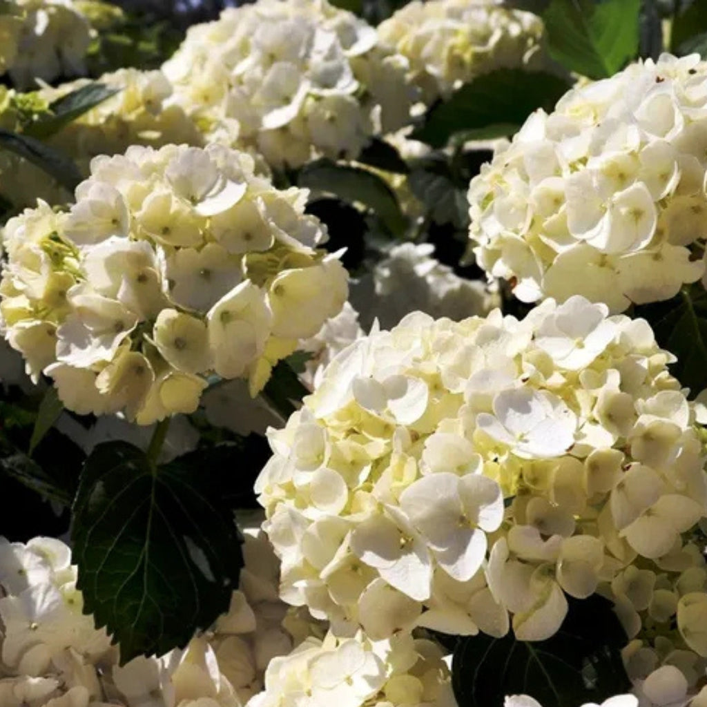 Hydrangea macrophylla White Ball