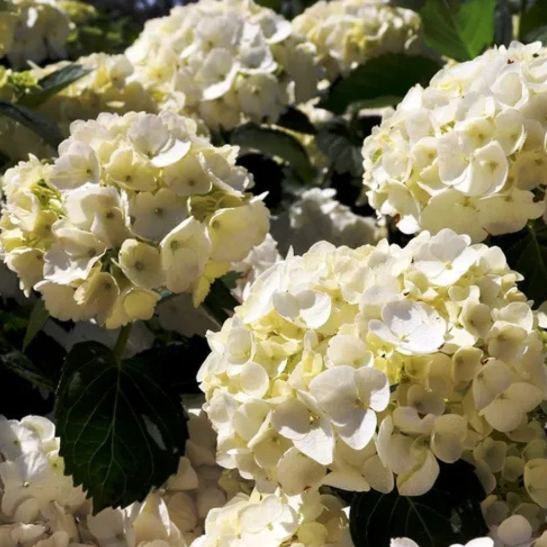 Hydrangea macrophylla White Ball