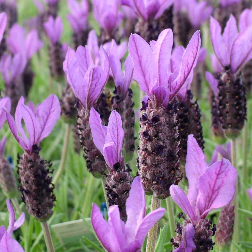 Italian Lavender