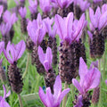 Italian Lavender