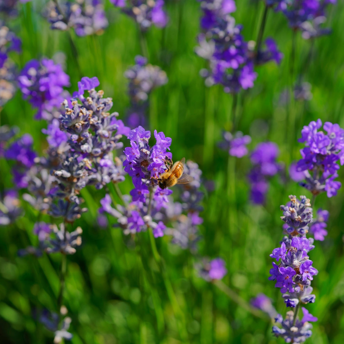 Italian Lavender
