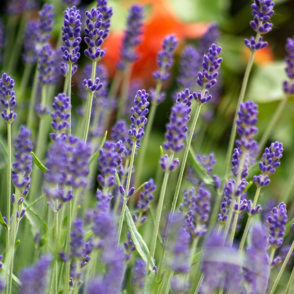 Italian Lavender