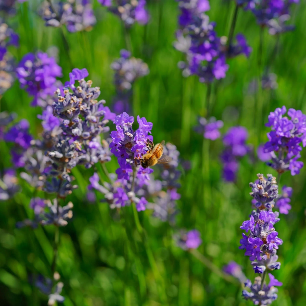 Italian Lavender