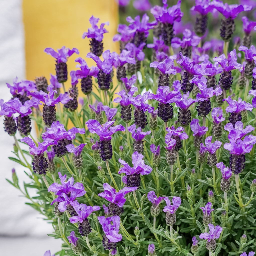 Lavender 'King'