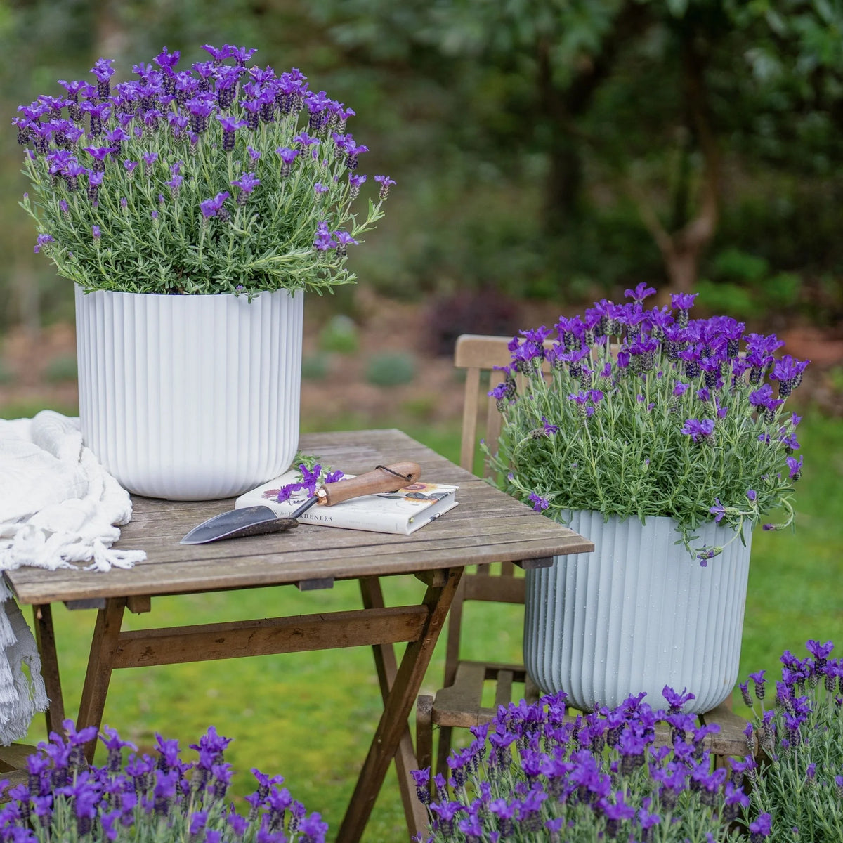 Lavender 'King'
