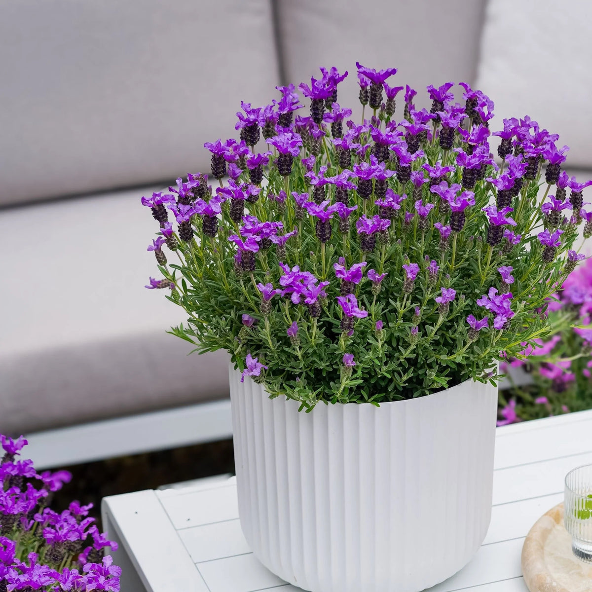Lavender 'King'