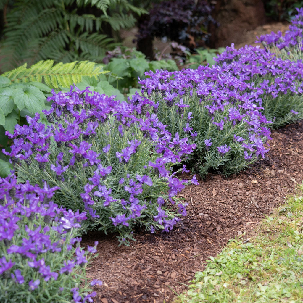 Lavender 'King'